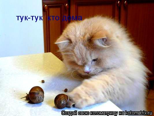 тук-тук кто дома... Котоматрица: тук-тук кто дома