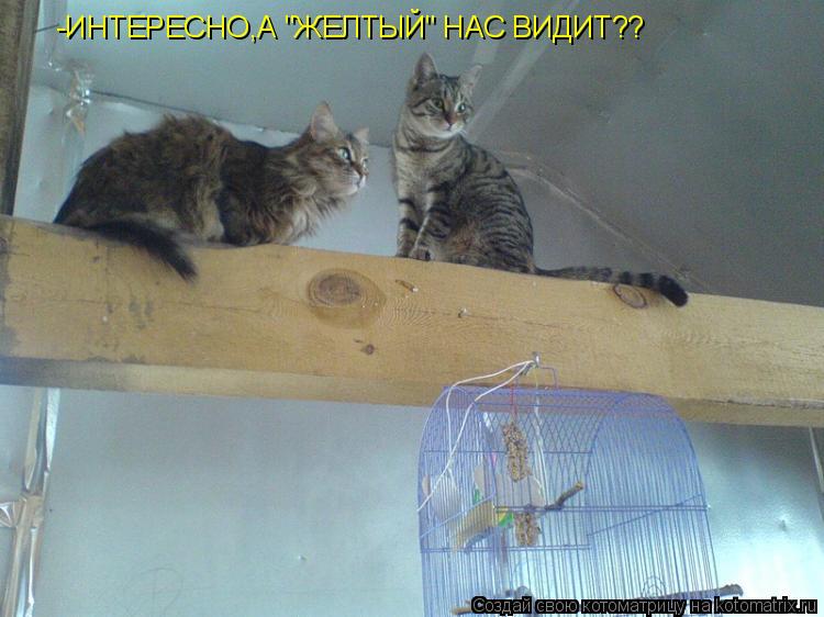 -ИНТЕРЕСНО,А "ЖЕЛТЫЙ" НАС ВИДИТ??... Котоматрица: -ИНТЕРЕСНО,А "ЖЕЛТЫЙ" НАС ВИДИТ??