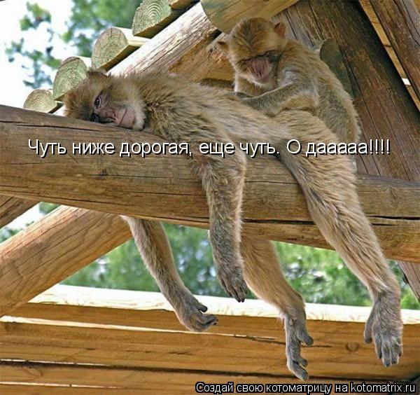Чуть ниже дорогая, еще чуть. О дааааа!!!!... Котоматрица: Чуть ниже дорогая, еще чуть. О дааааа!!!!