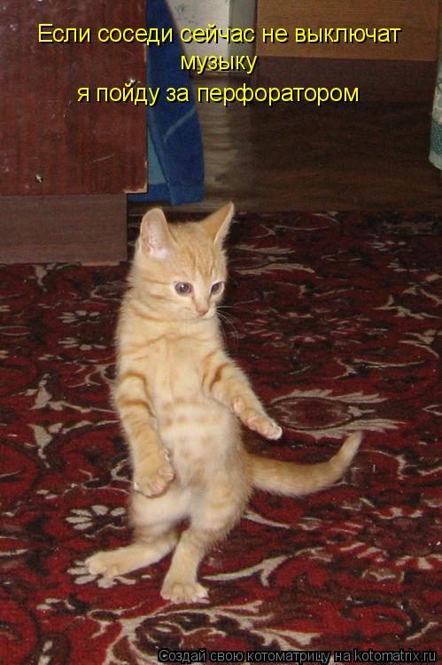 Если соседи сейчас не выключат музыку я пойду за перфоратором... Котоматрица: Если соседи сейчас не выключат музыку я пойду за перфоратором