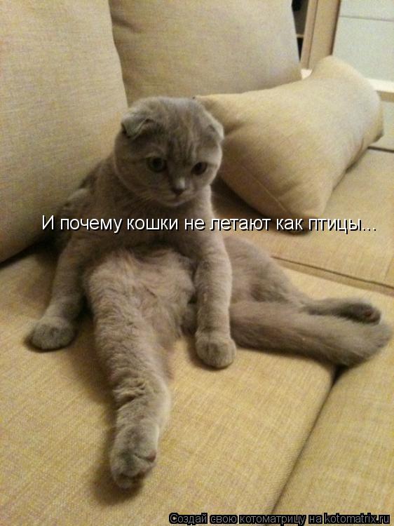 И почему кошки не летают как птицы...... Котоматрица: И почему кошки не летают как птицы...