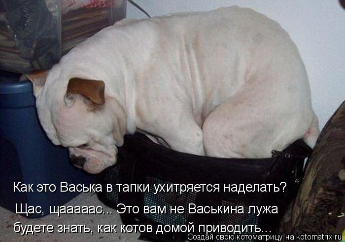 Щас, щааааас... Это вам не Васькина лужа Как это Васька в тапки ухитряется наделать? будете знать, ка... Котоматрица: Щас, щааааас... Это вам не Васькина лужа Как это Васька в тапки ухитряется наделать? будете знать, как котов домой приводить...