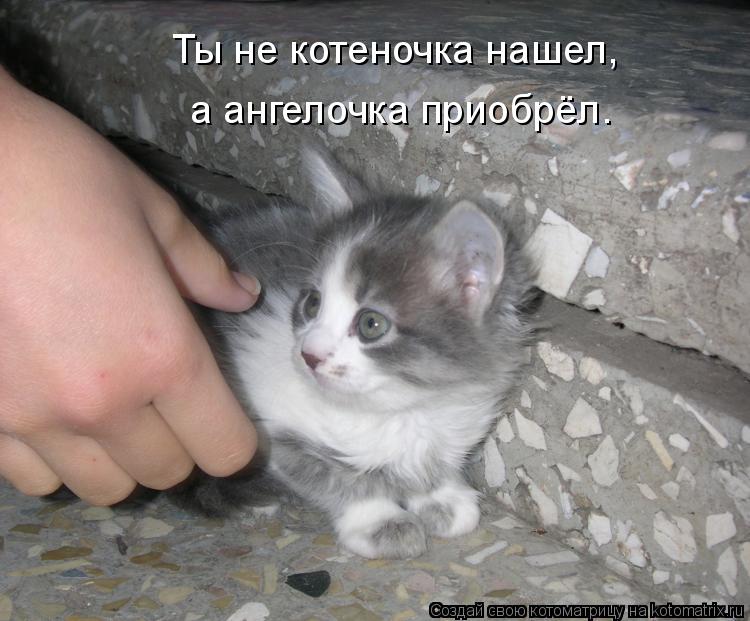 Ты не котеночка нашел, а ангелочка приобрёл.... Котоматрица: Ты не котеночка нашел, а ангелочка приобрёл.