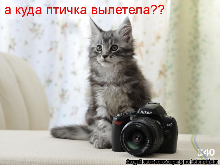 а куда птичка вылетела??... Котоматрица: а куда птичка вылетела??