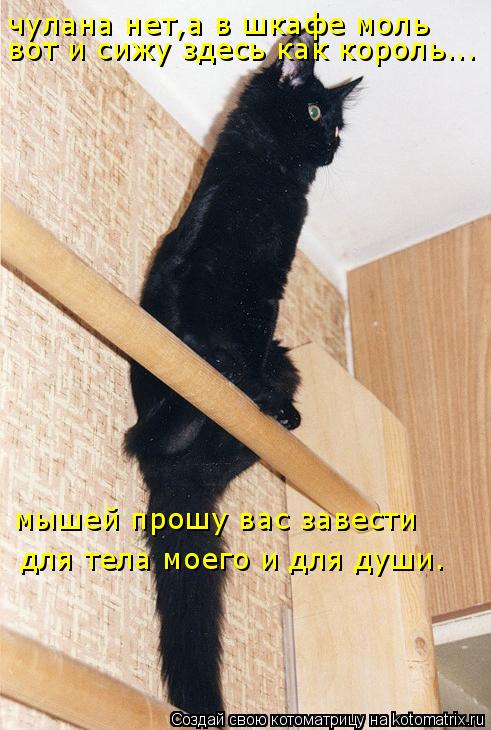 чулана нет,а в шкафе моль вот и сижу здесь как король... мышей прошу вас завести для тела моего и для... Котоматрица: чулана нет,а в шкафе моль вот и сижу здесь как король... мышей прошу вас завести для тела моего и для души.