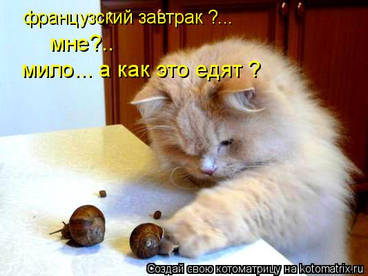 французский завтрак ?... мне?.. мило... а как это едят ?... Котоматрица: французский завтрак ?... мне?.. мило... а как это едят ?