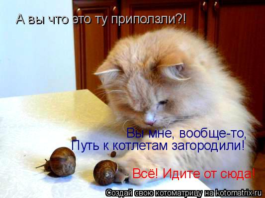 А вы что это ту приползли?! Вы мне, вообще-то, Вы мне, вообще-то, Путь к котлетам загородили! Всё! Ид... Котоматрица: А вы что это ту приползли?! Вы мне, вообще-то, Вы мне, вообще-то, Путь к котлетам загородили! Всё! Идите от сюда!