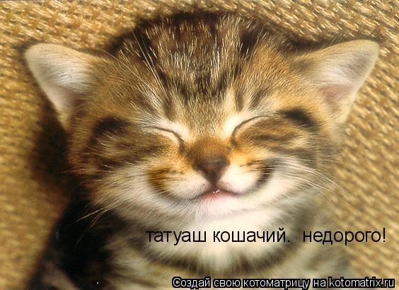 татуаш кошачий. недорого!... Котоматрица: татуаш кошачий. недорого!