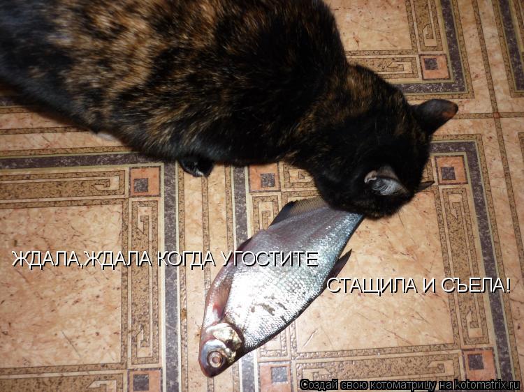 ЖДАЛА,ЖДАЛА КОГДА УГОСТИТЕ СТАЩИЛА И СЪЕЛА!... Котоматрица: ЖДАЛА,ЖДАЛА КОГДА УГОСТИТЕ СТАЩИЛА И СЪЕЛА!