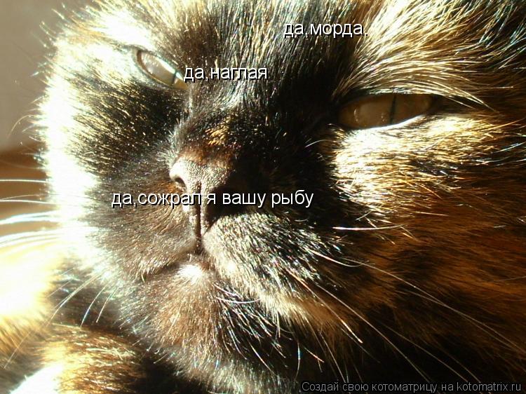 да,морда. да,наглая да,сожрал я вашу рыбу... Котоматрица: да,морда. да,наглая да,сожрал я вашу рыбу