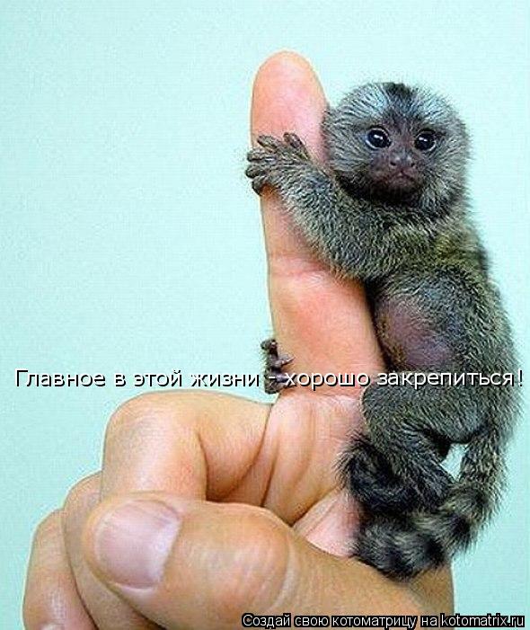 Котоматрица: Главное в этой жизни - хорошо закрепиться! Главное в этой жизни - хорошо закрепиться!