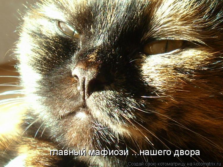 главный мафиози ...нашего двора... Котоматрица: главный мафиози ...нашего двора
