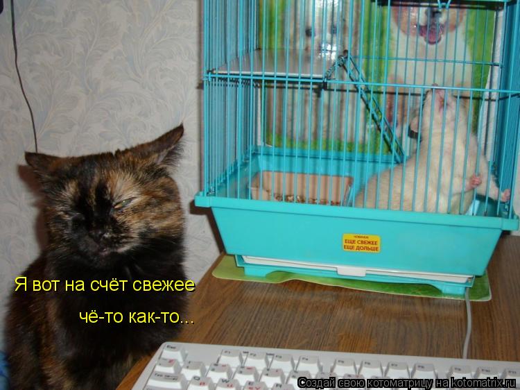 Котоматрица: Я вот на счёт свежее чё-то как-то...