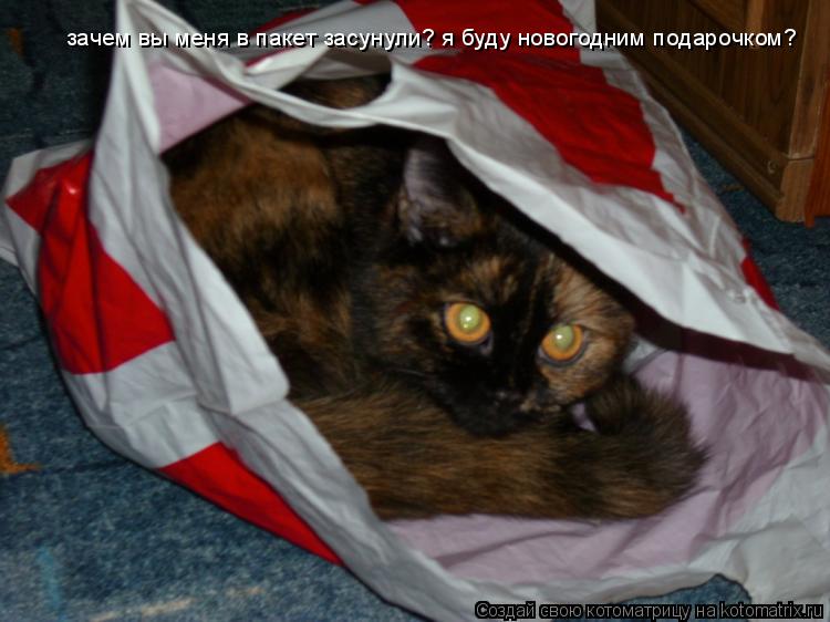 Котоматрица: зачем вы меня в пакет засунули? я буду новогодним подарочком?