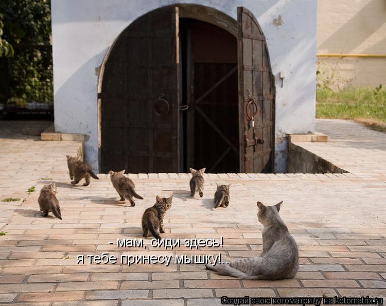 Котоматрица: - мам, сиди здесь!  я тебе принесу мышку!..