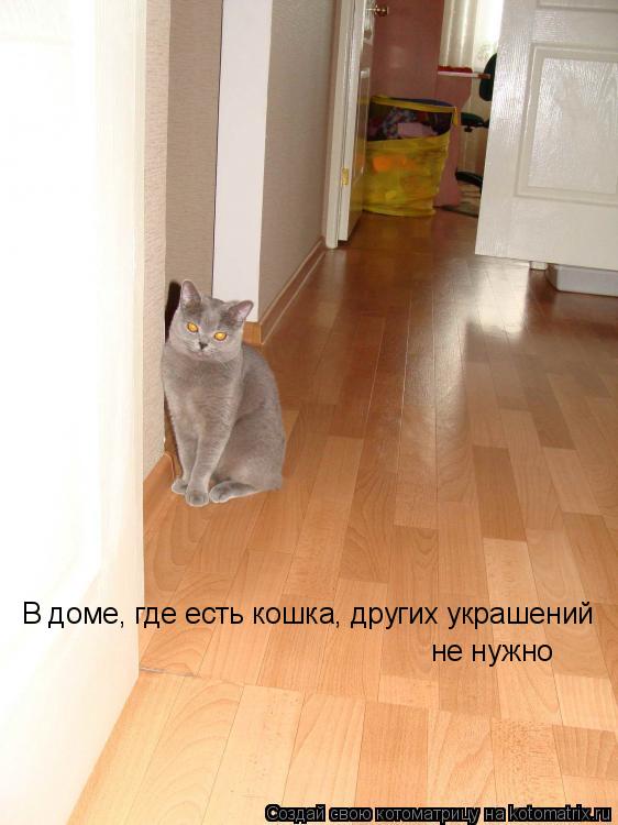 Котоматрица: В доме, где есть кошка, других украшений не нужно