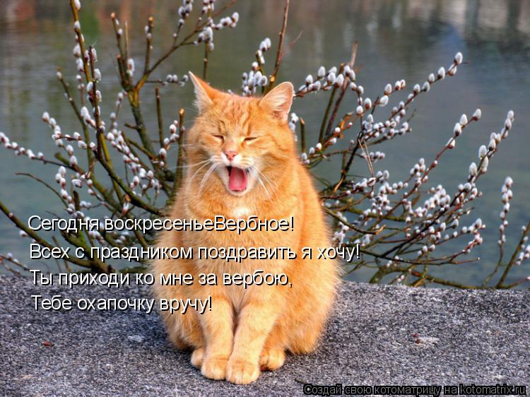 Котоматрица: Сегодня воскресеньеВербное! Всех с праздником поздравить я хочу! Ты приходи ко мне за вербою, Тебе охапочку вручу!