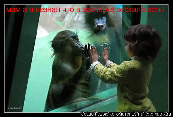 Котоматрица: мам а я незнал что в зоопарке зеркала есть!