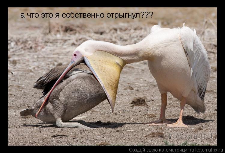Котоматрица: а что это я собственно отрыгнул???