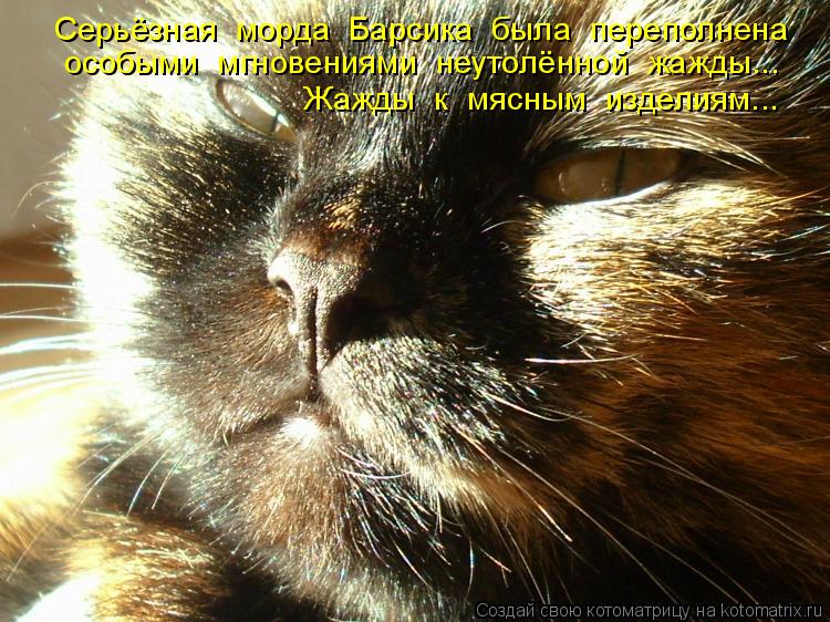 Котоматрица: особыми  мгновениями  неутолённой  жажды... Серьёзная  морда  Барсика  была  переполнена   Жажды  к  мясным  изделиям...
