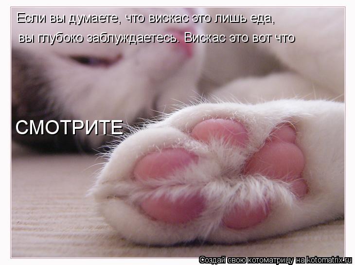 Котоматрица: Если вы думаете, что вискас это лишь еда,  вы глубоко заблуждаетесь. Вискас это вот что СМОТРИТЕ