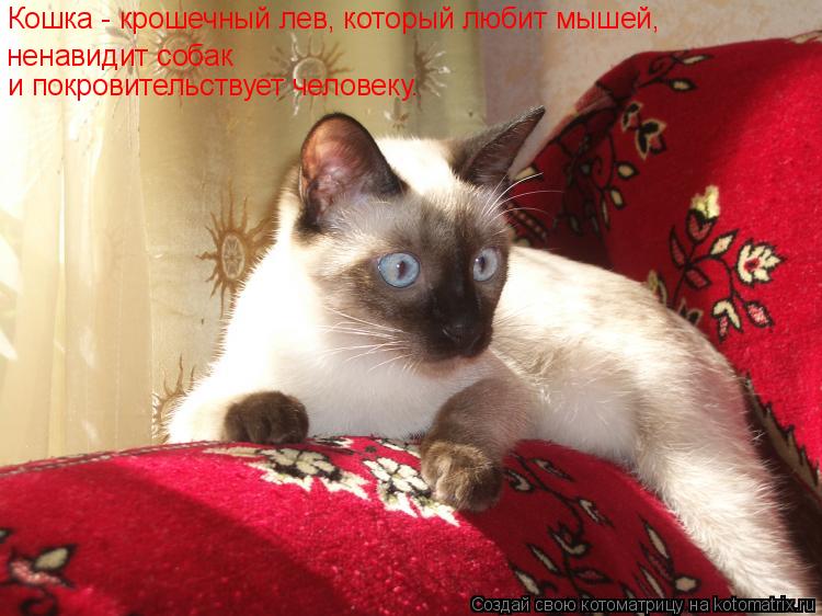 Котоматрица: Кошка - крошечный лев, который любит мышей, ненавидит собак и покровительствует человеку.
