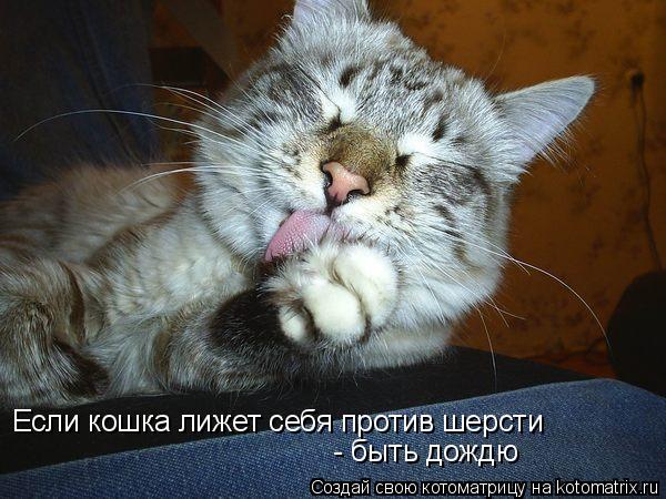 Котоматрица: Если кошка лижет себя против шерсти  - быть дождю