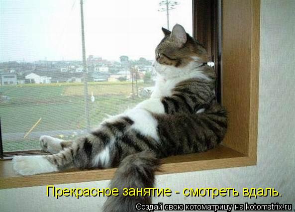 Котоматрица: Прекрасное занятие - смотреть вдаль.