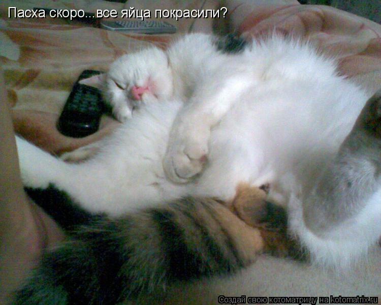 Котоматрица: Пасха скоро...все яйца покрасили?