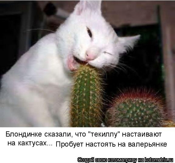 Котоматрица: Блондинке сказали, что "текиллу" настаивают  на кактусах...  Пробует настоять на валерьянке