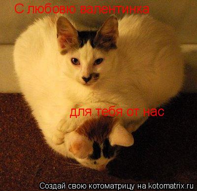 Котоматрица: С любовю валентинка  для тебя от нас