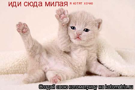 Котоматрица: иди сюда милая я котят хочю