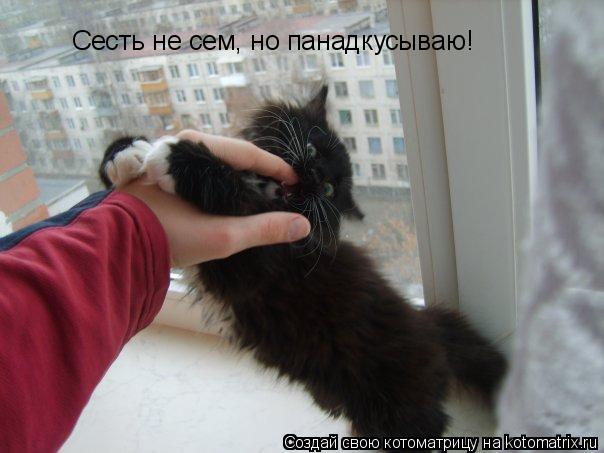 Котоматрица: Сесть не сем, но панадкусываю!