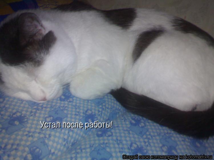 Котоматрица: Устал после работы!