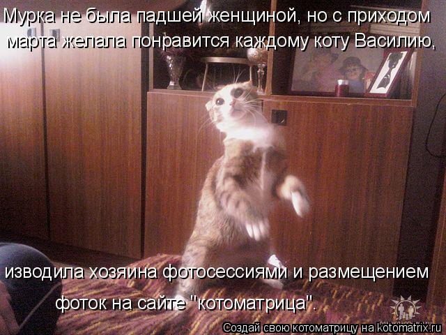 Котоматрица: Мурка не была падшей женщиной, но с приходом  марта желала понравится каждому коту Василию,  изводила хозяина фотосессиями и размещением фо