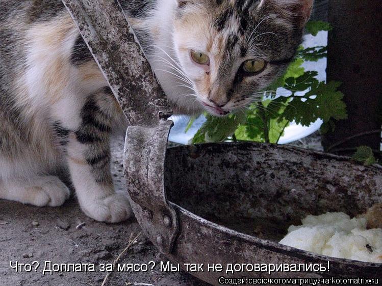 Котоматрица: Что? Доплата за мясо? Мы так не договаривались!