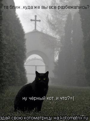 Котоматрица: та блин..куда же вы все разбежались? ну чёрный кот..и что?=(