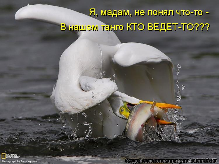 Я, мадам, не понял что-то - В нашем танго КТО ВЕДЕТ-ТО???... Котоматрица: Я, мадам, не понял что-то - В нашем танго КТО ВЕДЕТ-ТО???