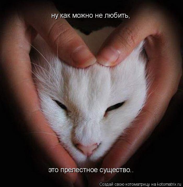 Котоматрица: ну как можно не любить, это прелестное существо..