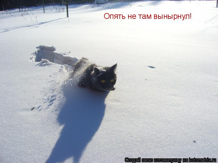 Котоматрица: Опять не там вынырнул!