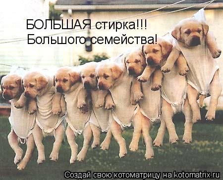 Котоматрица: БОЛЬШАЯ стирка!!!  Большого семейства!