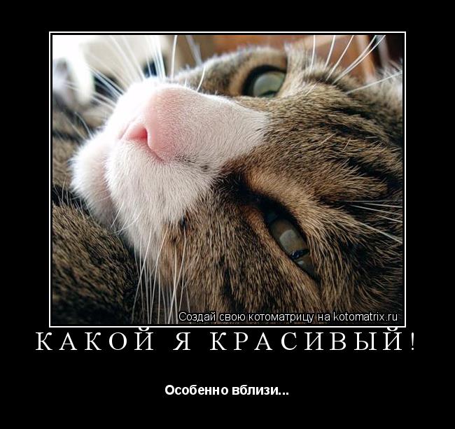 Какой я красивый! Особенно вблизи...... Котоматрица: Какой я красивый! Особенно вблизи...