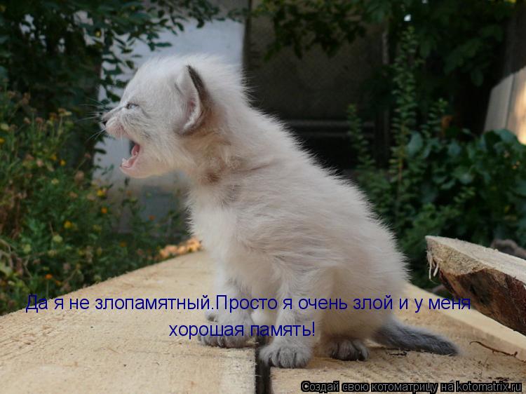 Котоматрица: Да я не злопамятный.Просто я очень злой и у меня хорошая память!