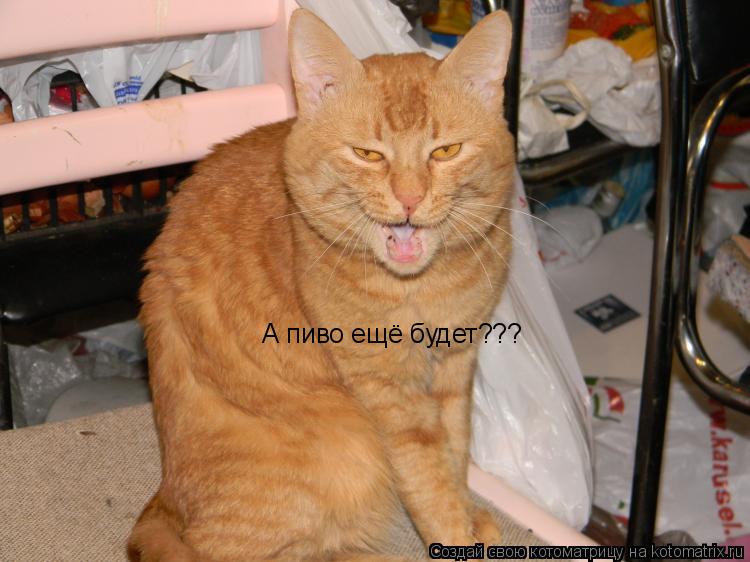Котоматрица: А пиво ещё будет???