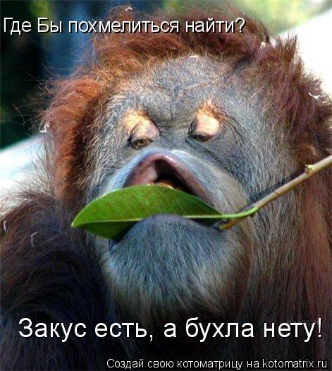 Котоматрица: Где Бы похмелиться найти? Закус есть, а бухла нету!
