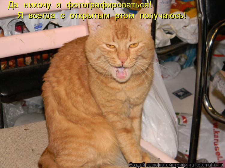 Котоматрица: Да  нихочу  я  фотографироваться! Я  всегда  с  открытым  ртом  получаюсь!