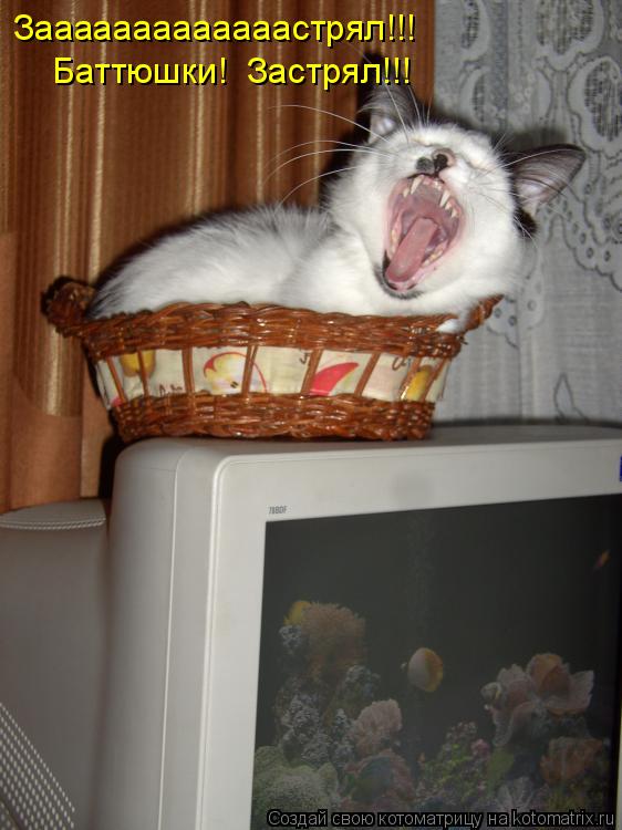 Котоматрица: Зааааааааааааастрял!!! Баттюшки!  Застрял!!!