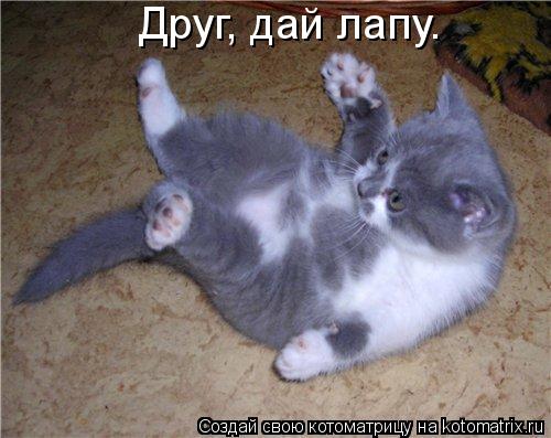 Котоматрица: Друг, дай лапу.