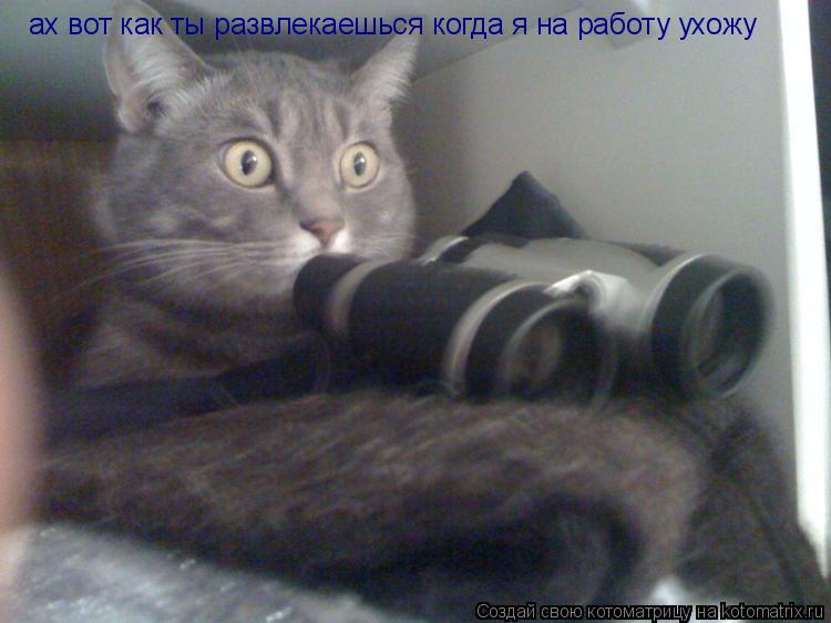 Котоматрица: ах вот как ты развлекаешься когда я на работу ухожу