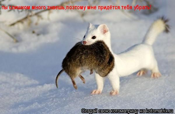 Котоматрица: ты слишком много знаешь,поэтому мне придётся тебя убрать!